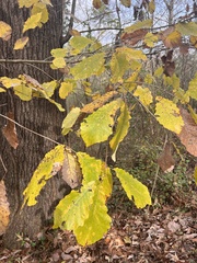 Quercus montana