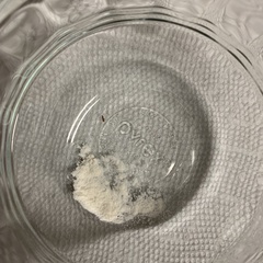 Oryzaephilus surinamensis