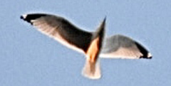 Larus delawarensis