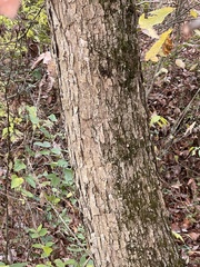 Quercus montana