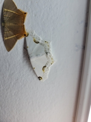Sericoptera mahometaria