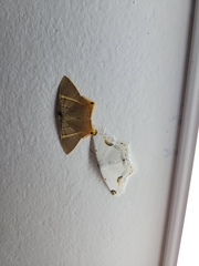 Sericoptera mahometaria
