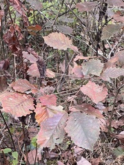 Quercus montana