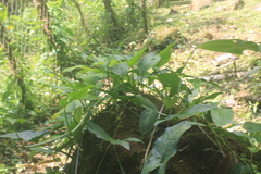 Syngonium podophyllum