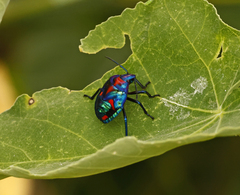 Tectocoris diophthalmus