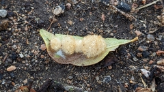 Druon quercuslanigerum