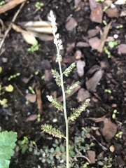 Echinochloa colona