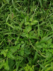 Stachytarpheta cayennensis