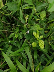Stachytarpheta cayennensis