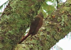 Lepidocolaptes lacrymiger