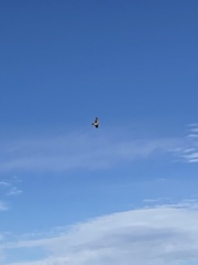 Buteo lagopus