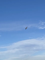 Buteo lagopus