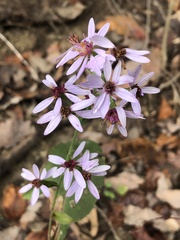 Symphyotrichum drummondii
