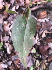 Symphyotrichum drummondii