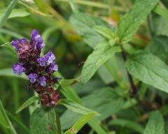 Prunella vulgaris