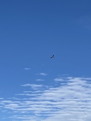 Buteo lagopus
