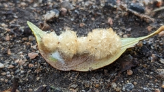 Druon quercuslanigerum