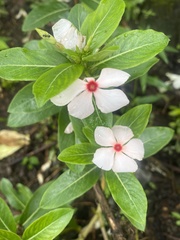 Catharanthus roseus image