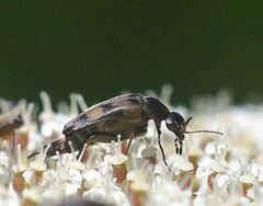 Variimorda villosa