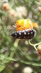 Acmaeodera gibbula