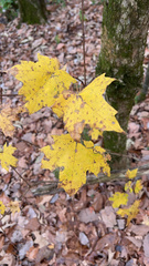 Acer leucoderme