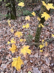 Acer leucoderme