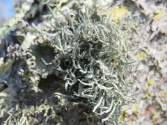 Heterodermia leucomelos