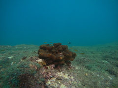 Thalassoma lucasanum