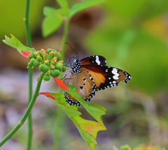 Danaus petilia