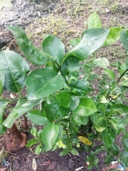 Citrus