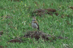 Melanocorypha calandra