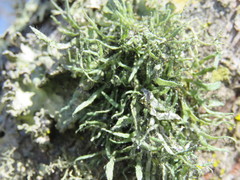 Heterodermia leucomelos