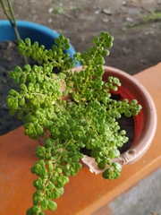 Pilea microphylla
