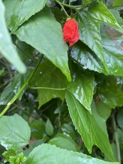 Malvaviscus penduliflorus