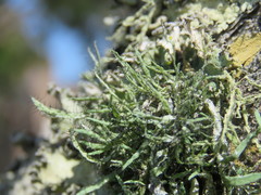 Heterodermia leucomelos