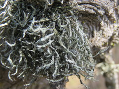 Heterodermia leucomelos