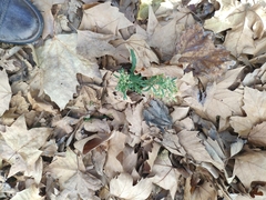Erigeron bonariensis