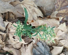 Erigeron bonariensis