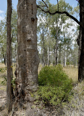 Corymbia clarksoniana