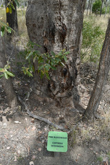 Corymbia clarksoniana
