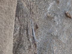 Cryptoblepharus