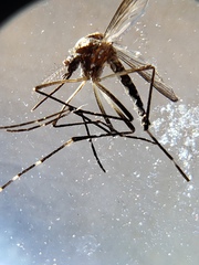 Aedes