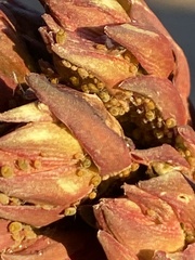 Aphidomorpha