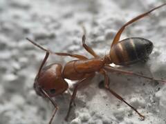 Camponotus snellingi