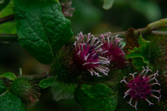 Arctium minus