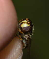 Syrphini