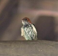 Cecropis abyssinica