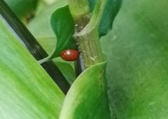 Cycloneda sanguinea