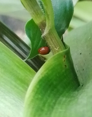 Cycloneda sanguinea