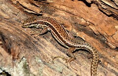 Podarcis muralis